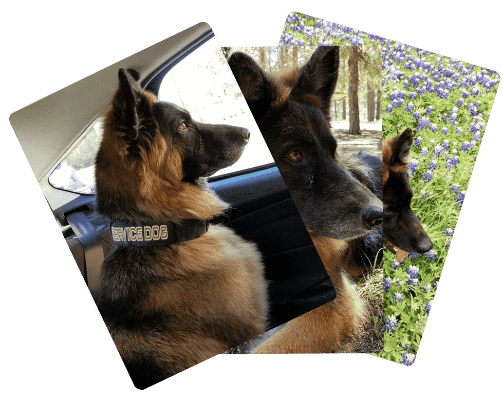 Collage of fluffy's activity