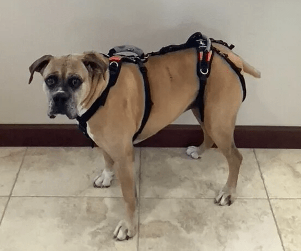 Help ‘Em Up harness