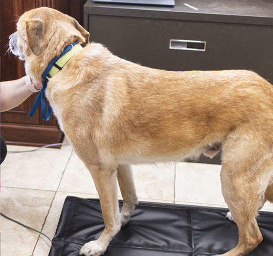 Brown dog getting trained Brown dog getting trained