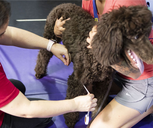 Cute puppy getting trained Cute puppy getting trained