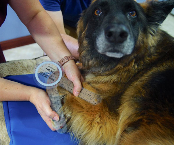 The dark brown dog looking in front The dark brown dog looking in front